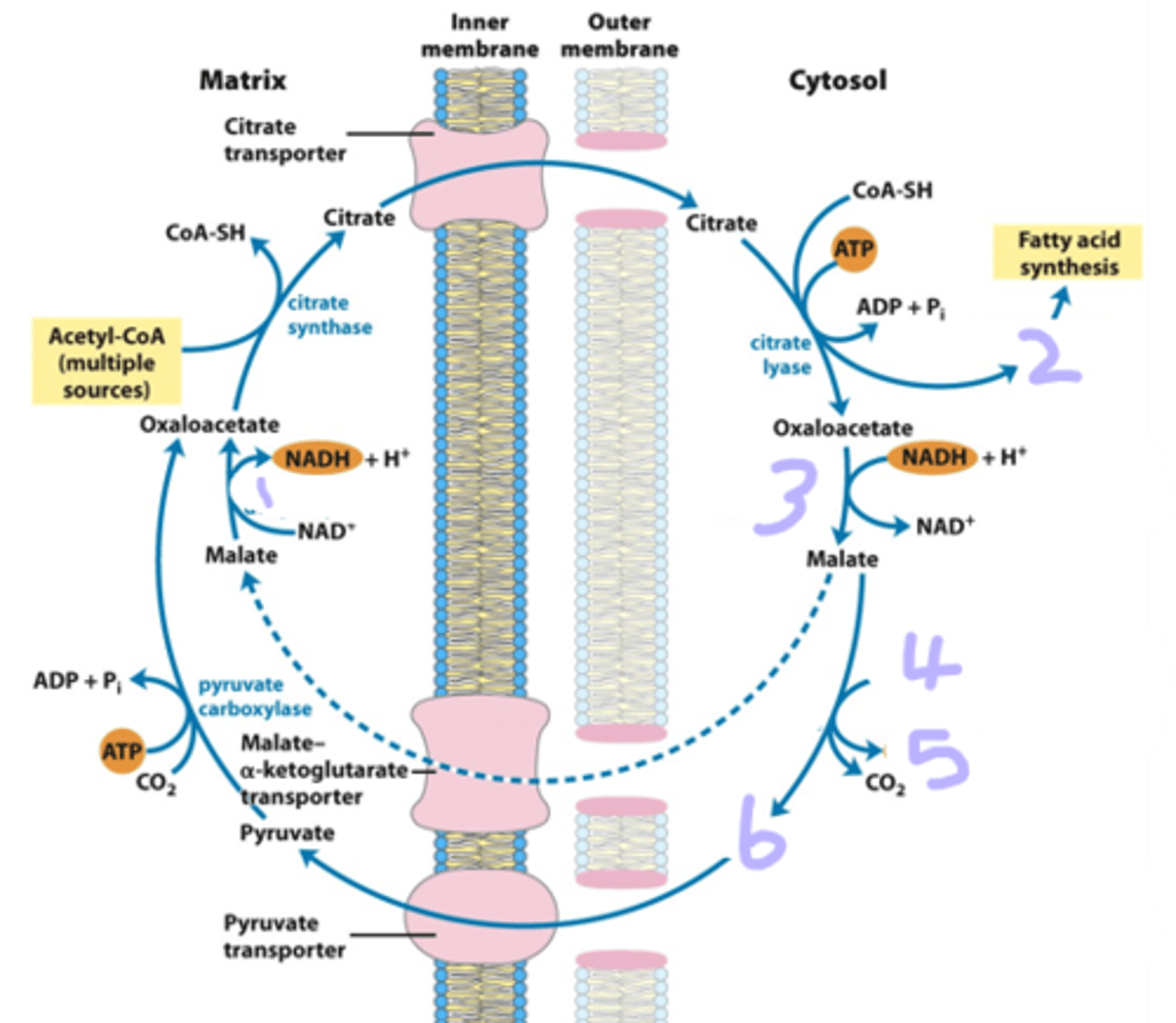 <p>fill in the missing substrates and enzymes. What enzyme is responsible for 4--> 5?</p>