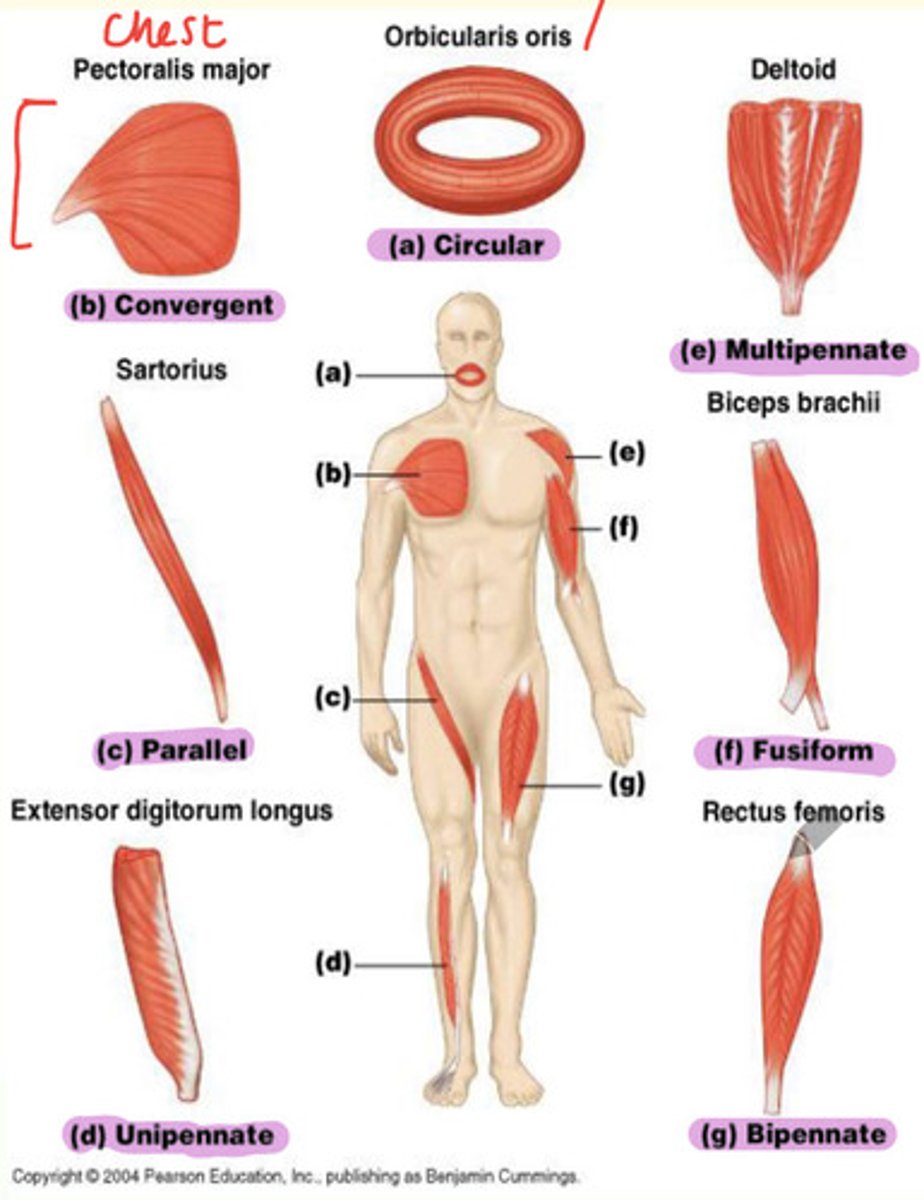 <p>Extensor digitorum longus found in lateral part of leg</p>