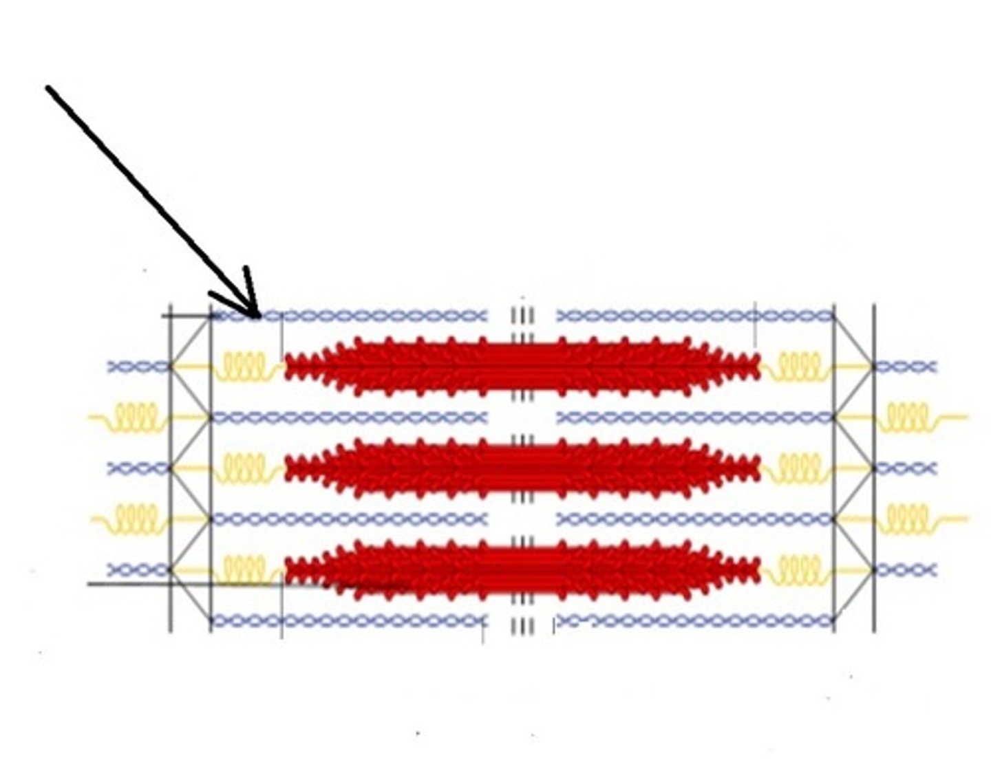 <p>composed of actin.</p>