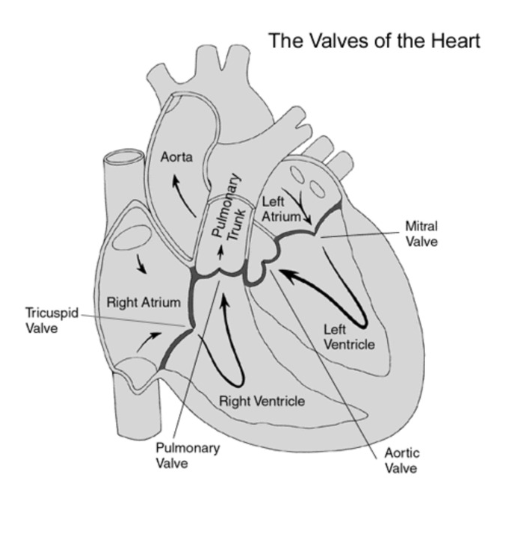 <ul><li><p>Path of Blood Flow (<strong><u>chamber/destination</u>, valve)</strong></p><ul><li><p><strong>vena cava → <u>right atrium</u> → tricuspid valve </strong>(atrioventricular) <strong>→ <u>right ventricle</u> → pulmonary valve </strong>(semilunar) <strong>→ pulmonary trunk → left and right pulmonary arteries → <u>lungs </u>(oxygenate blood) → pulmonary veins → <u>left atrium</u> → mitral valve/bicuspid valve (atrioventricular) → <u>left ventricle</u> → aortic valve → aorta → <u>body</u></strong></p></li></ul></li></ul><p></p><ul><li><p>4 chambers</p><ul><li><p><strong>Left/right atria </strong>(superior)</p></li><li><p><strong>Left/right ventricles</strong> (inferior)</p></li></ul></li></ul><p></p><ul><li><p>4 Heart Valves</p><ul><li><p>goal → promote unidirectional blood flow (only lets pass one way)</p></li><li><p><strong>Atrioventricular valves → tricuspid, bicuspid/mitral</strong></p><ul><li><p>atria → ventricles</p></li><li><p>papillary muscles, chordae tendineae</p><p></p></li></ul></li><li><p><strong>Semilunar valves→ aortic, pulmonary</strong></p><ul><li><p>between ventricles and arteries</p></li></ul></li></ul></li></ul><p></p><ul><li><p>Vessels</p><ul><li><p>Vena Cava</p><ul><li><p>superior vena cava → drain deoxygenated blood from head and neck to heart </p></li><li><p>inferior vena cava → drain deoxygenated from lower body to heart </p></li></ul></li><li><p>pulmonary artery → deoxygenated blood from right ventricle to lungs </p></li><li><p>pulmonary vein → oxygenated blood from lungs to left atria </p></li></ul></li></ul><p></p><ul><li><p><strong><u>Arteries → carry blood AWAY from heart </u></strong></p></li><li><p><strong><u>Veins → carry blood TOWARDS heart </u></strong></p></li></ul><p></p>