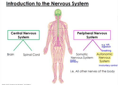 <ul><li><p>central nervous system</p></li></ul><p>-peripheral nervous system</p>