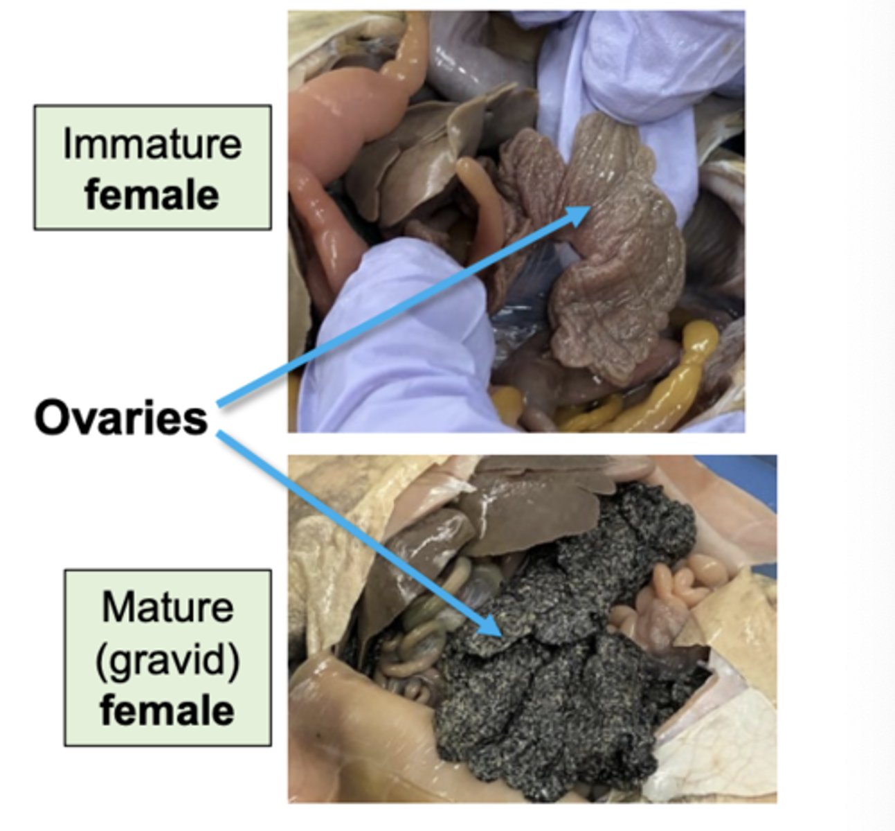<p>female ovaries look like this</p>