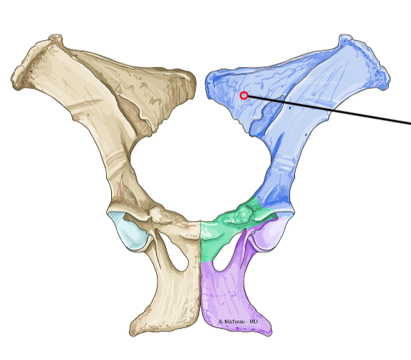 <p>Rough prominence on ventral ilium; origin of rectus femoris.</p>