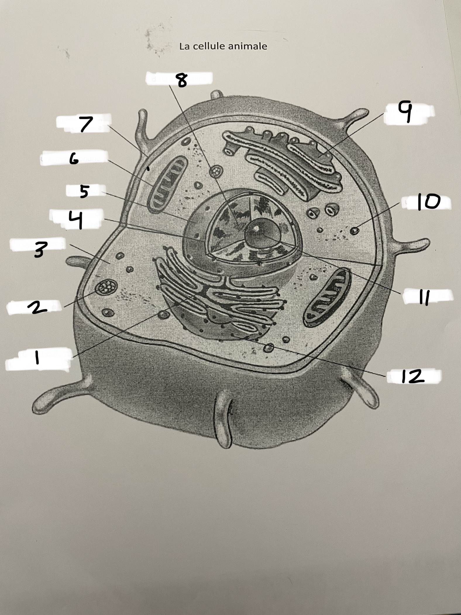 <p>vacuole (a)</p>