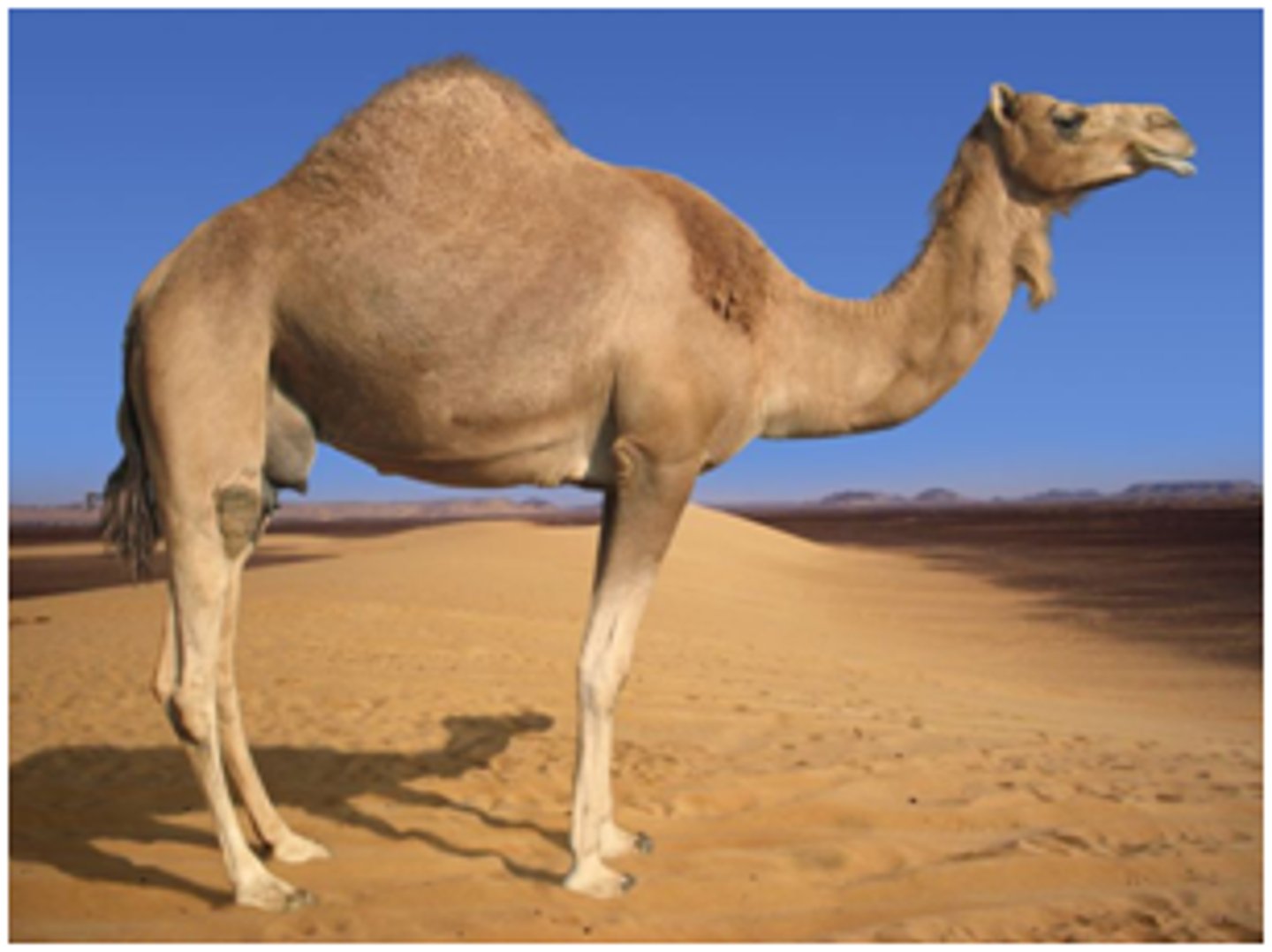 <p>camel fossil</p>