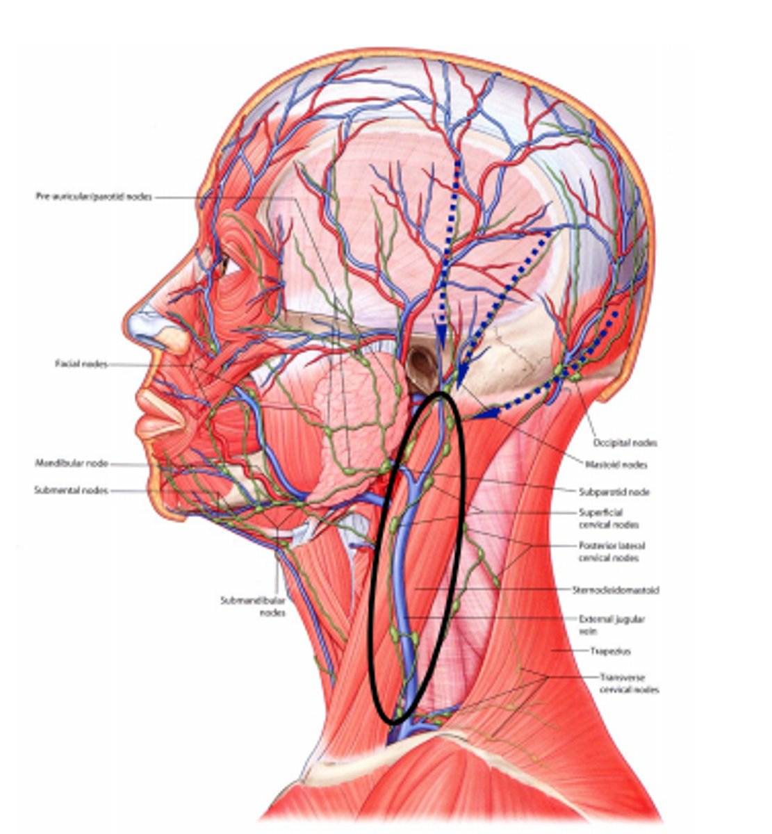 knowt flashcard image