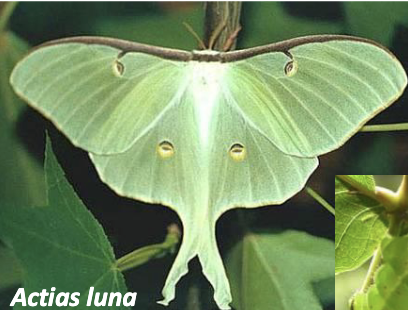 <ul><li><p>not economially important</p></li><li><p>distinctive feeding pattern (consumes entire leaf then cuts petiole)</p></li></ul><p></p>