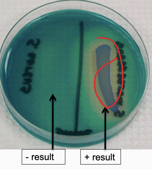 <p>DNase A-H Reaction</p>