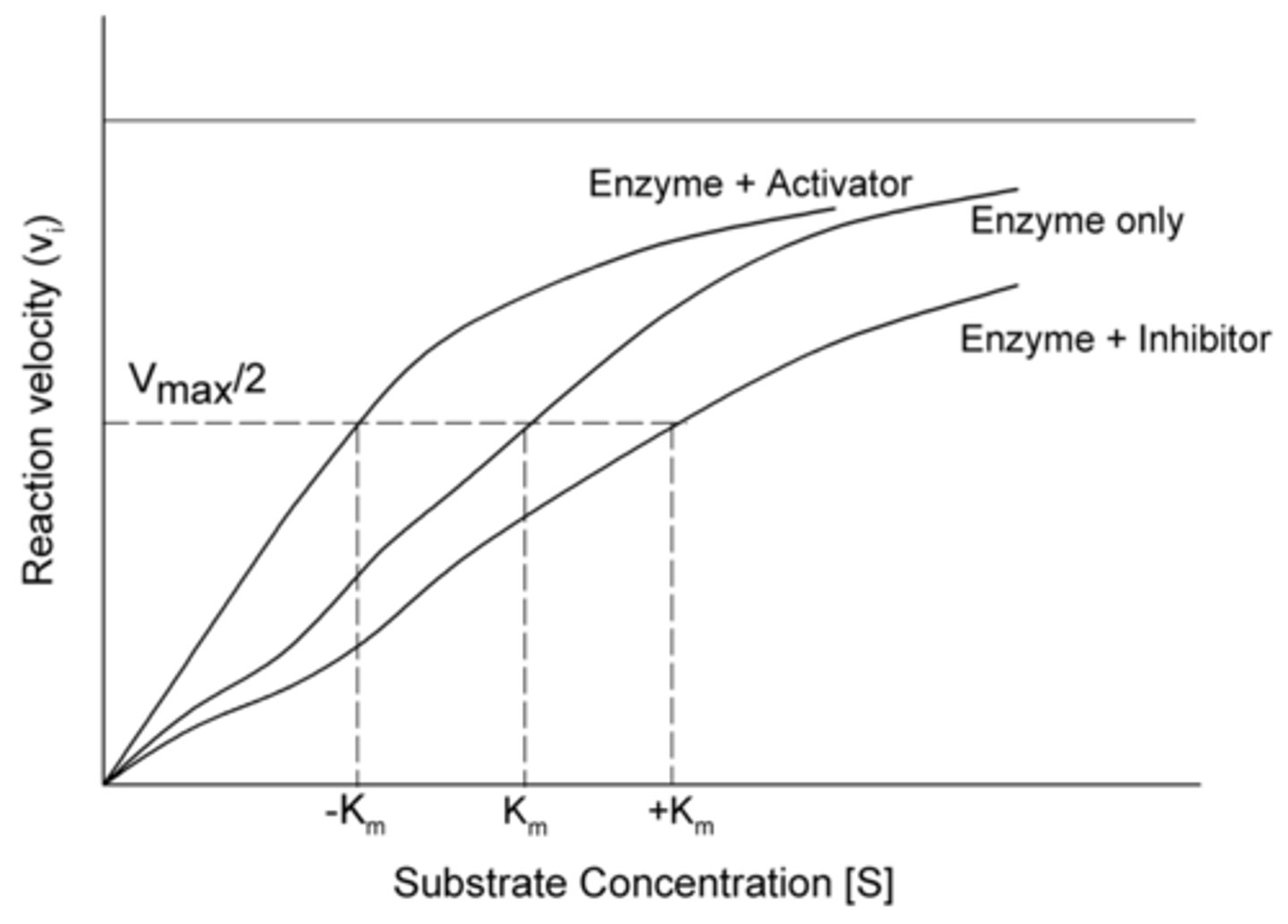 <p>increases affinity, decreases Km</p>