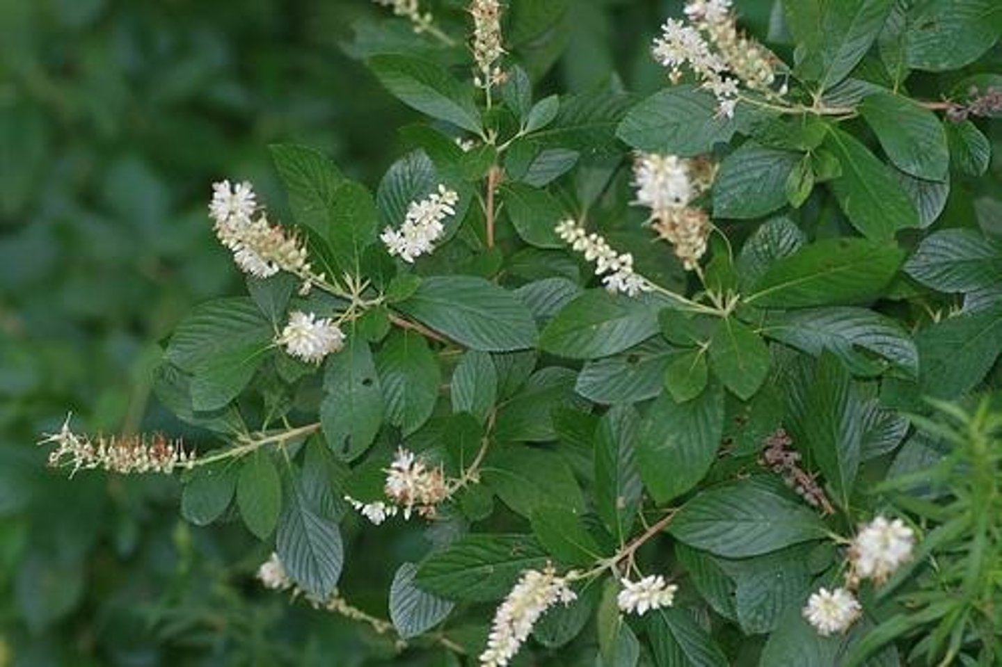 <p>Shrub with serrated, alternate leaves and fragrant white flower spikes; Jamesburg.</p>