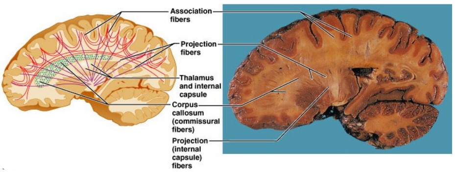 <ul><li><p class="">Enables communication between:</p><ul><li><p class="">Cortical areas</p></li><li><p class="">Cortex &amp; brain stem/spinal cord</p></li></ul></li><li><p class="">Mostly myelinated axons in tracts:</p><ul><li><p class=""><strong>Commissures</strong> – connect R &amp; L hemispheres (e.g. corpus callosum)</p></li><li><p class=""><strong>Association fibers</strong> – connect parts of the same hemisphere</p></li><li><p class=""><strong>Projection fibers</strong> – run vertically to/from cerebral cortex</p></li></ul></li></ul><p></p>