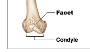 <p>A small flat articular surface.</p>