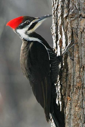 <p>Order: Piciformes Family: Picidae</p>