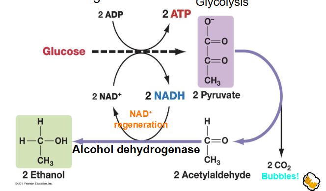 <p>- in yeast (and some plants), glucose is converted to ethanol in absence of oxygen</p><p>- this fermentation is used in beer and wine production, and bread baking</p><p>.</p><p>- the goal of the fermentation reaction is to reproduce NAD+</p>