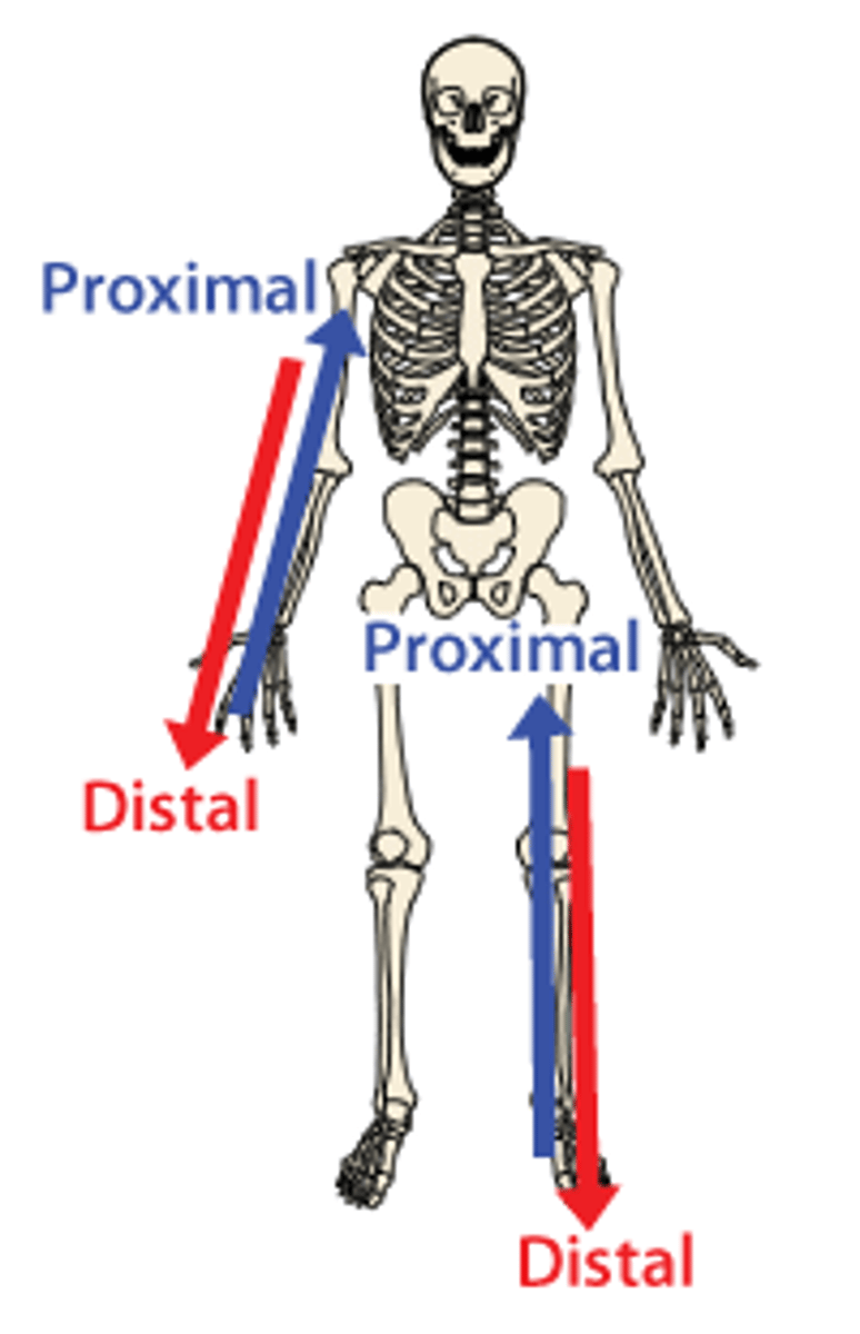 <p>farther from the origin of a body part or the point of attachment of a limb to the body trunk</p>