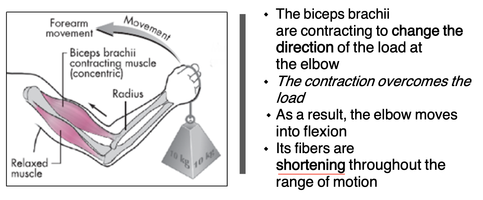 <p>Muscle fibers shorten throughout the range of motion to generate force to overcome the load and move the object </p><ul><li><p>Curl on the way up </p></li></ul><p></p>