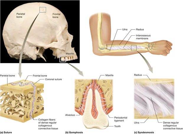 <ul><li><p>There is no fluid- filled cavity, and the bones are held together by dense regular collagenous connective tissue</p></li><li><p>There are three types of fibrous joints: sutures, gomphoses, and syndesmoses</p></li></ul>