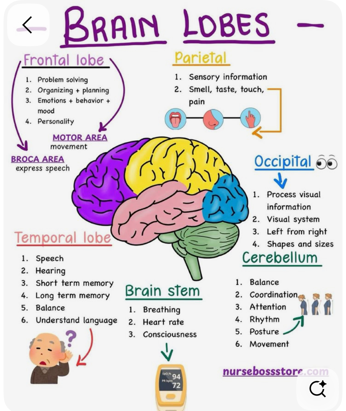 <p>Frontal lobe: front of the brain (outermost layer = prefrontal cortex)</p><p>Parietal lobe: top</p><p>Occipital lobe: back</p><p>Temporal lobe: bottom</p><p></p><p>CEREBELLUM: underneath temporal and occipital lobe</p>