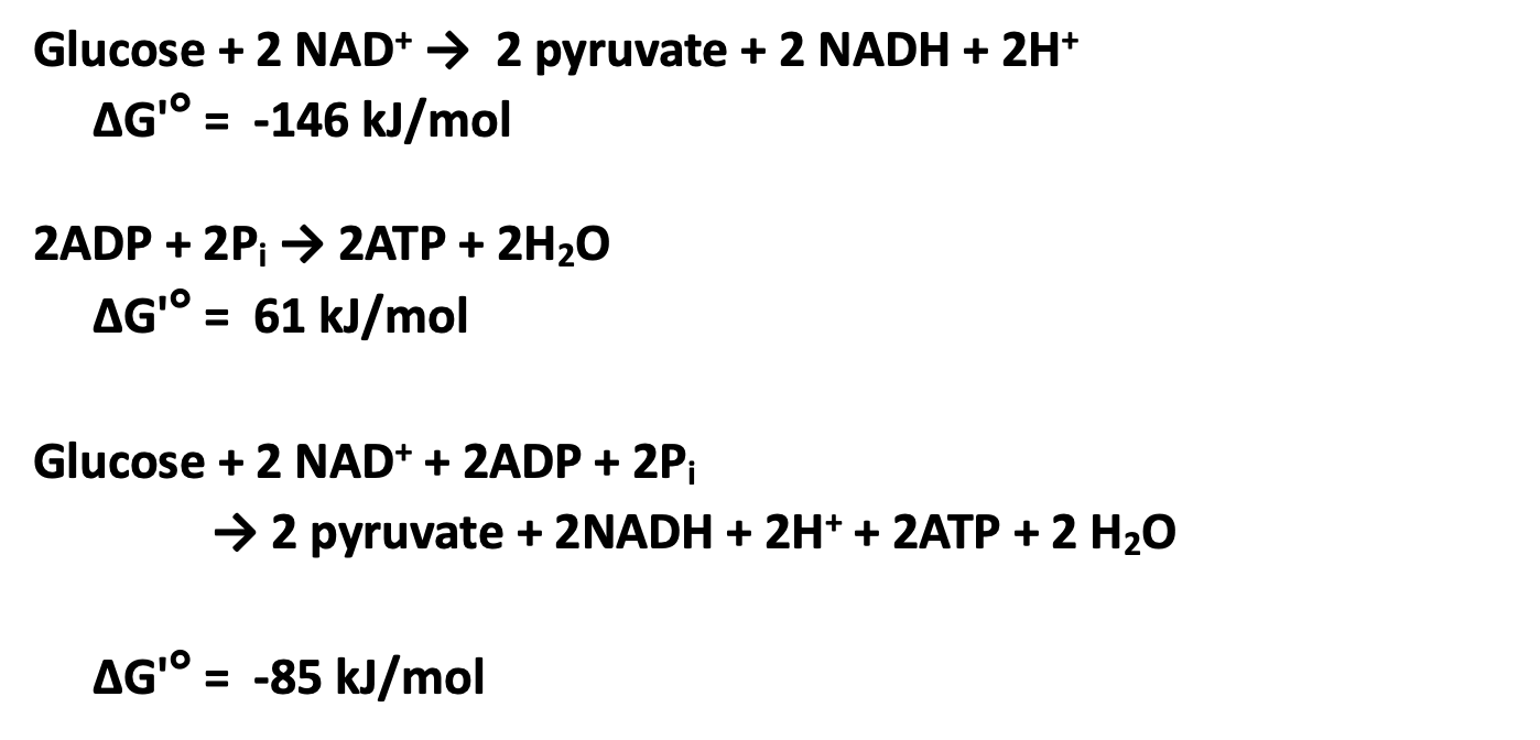 <p>is the process during glycolysis where glucose is broken down to produce ATP and NADH through substrate-level phosphorylation and oxidation-reduction reactions. </p>
