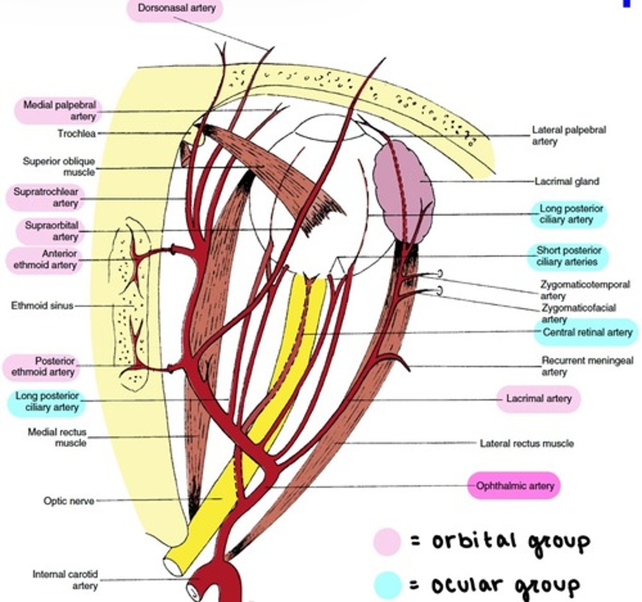 <p>runs along upper border of <strong>LR</strong>.</p><p></p><p>supplies the <strong>lacrimal gland.</strong></p><p></p><p>terminates at lateral palpebral arteries.</p>