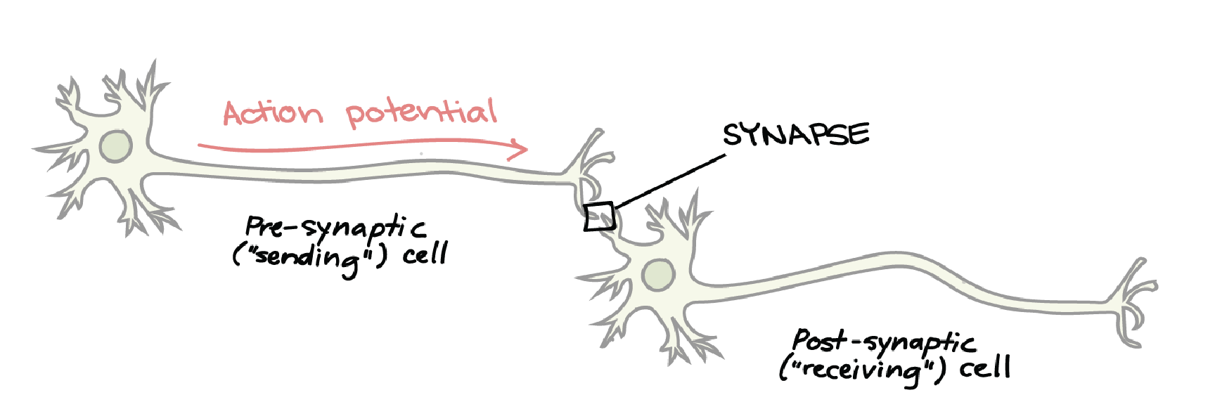 <p>different components of the axondendritic chemical synapse?</p>