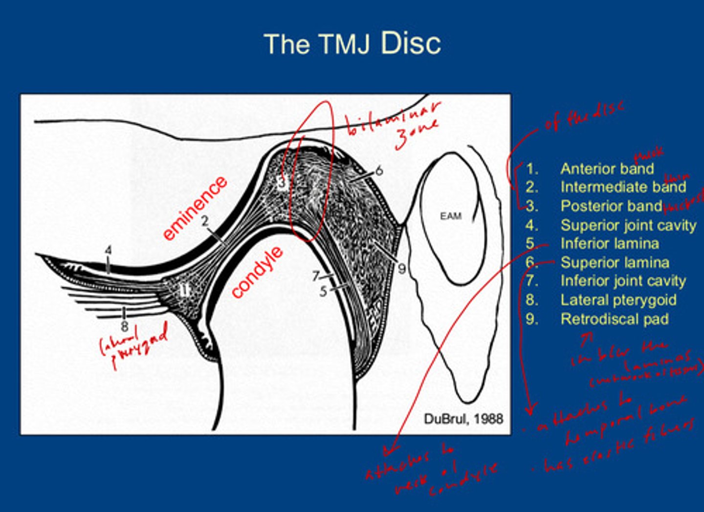 <p>1) anterior band of the disc (thick)</p><p>2) intermediate band of the disc (thinnest)</p><p>3) posterior band of the disc (thickest)</p><p>4) superior joint cavity</p><p>5) inferior lamina: attaches to the neck of the condyle</p><p>6) superior lamina: attaches to temporal bone; has elastic fibers</p><p>7) inferior joint cavity</p><p>8) lateral pterygoid muscle</p><p>9) retrodiscal pad: located between the inferior and superior lamina; acts as a network of tissues</p>