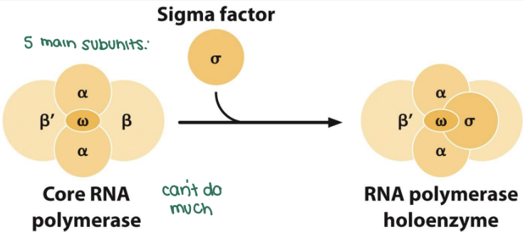 <p>the core RNA polymerase cannot bind the promoter or initiate RNA synthesis without a sigma factor</p>
