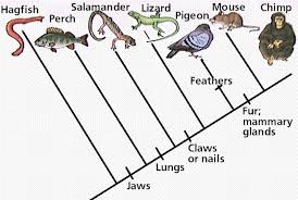 <p><strong>Which organism in the cladogram below is the outgroup?</strong></p>