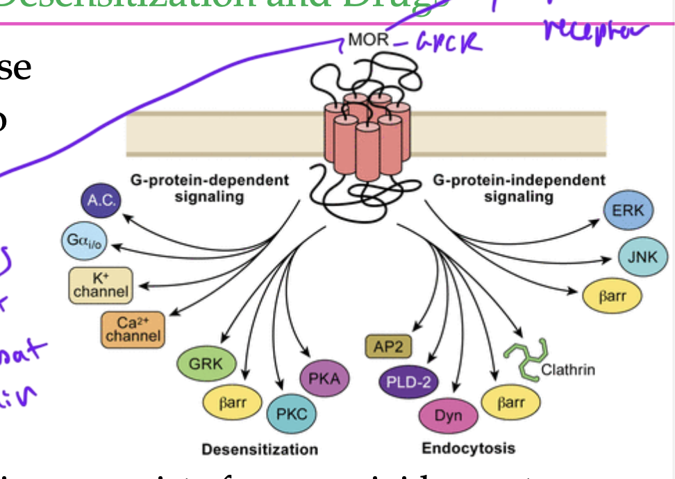 <p>GPCRs</p><ul><li><p>GPCRs can bind to natural hormones such as endorphins and cause physiological affects like runner’s high, euphoria, respiratory depression</p></li><li><p>happens when mu-opioid receptor (a GPCR) gets signals and then causes downstream affects that cause good feelings (which combat the feelings of pain)</p></li></ul><p></p>