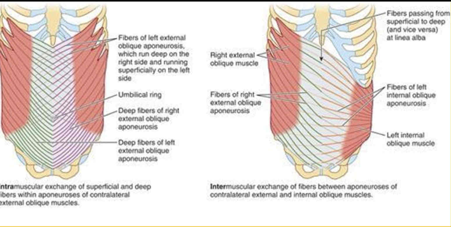 <p>External Oblique Origin</p>
