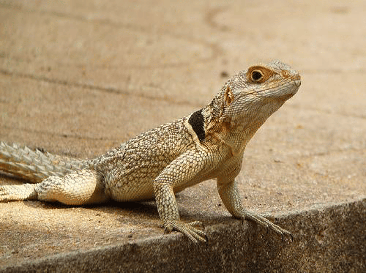 <p>Malagasy Swifts:</p><p>- spiney tail</p><p>- pigmented parietal eye</p><p>- arid environments</p>