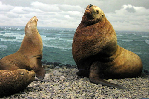 Identify the scientific name of the stellar sea lion.