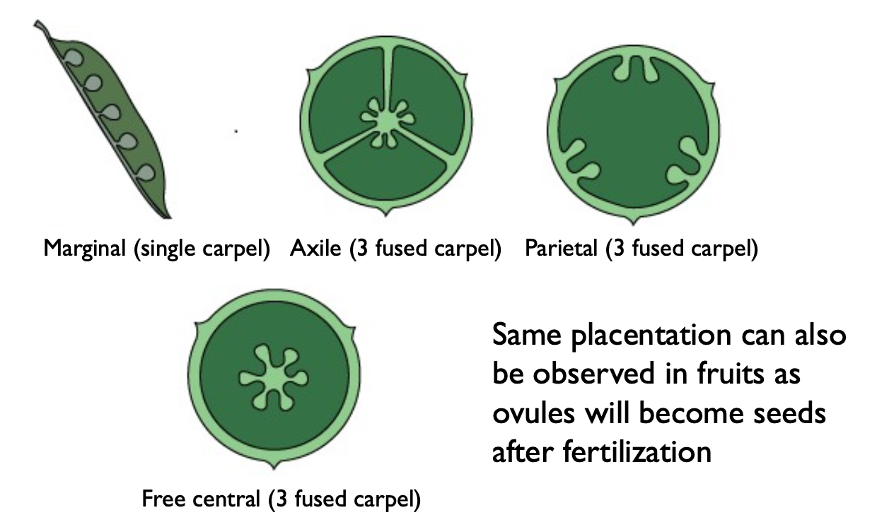 <p>Free central.</p>