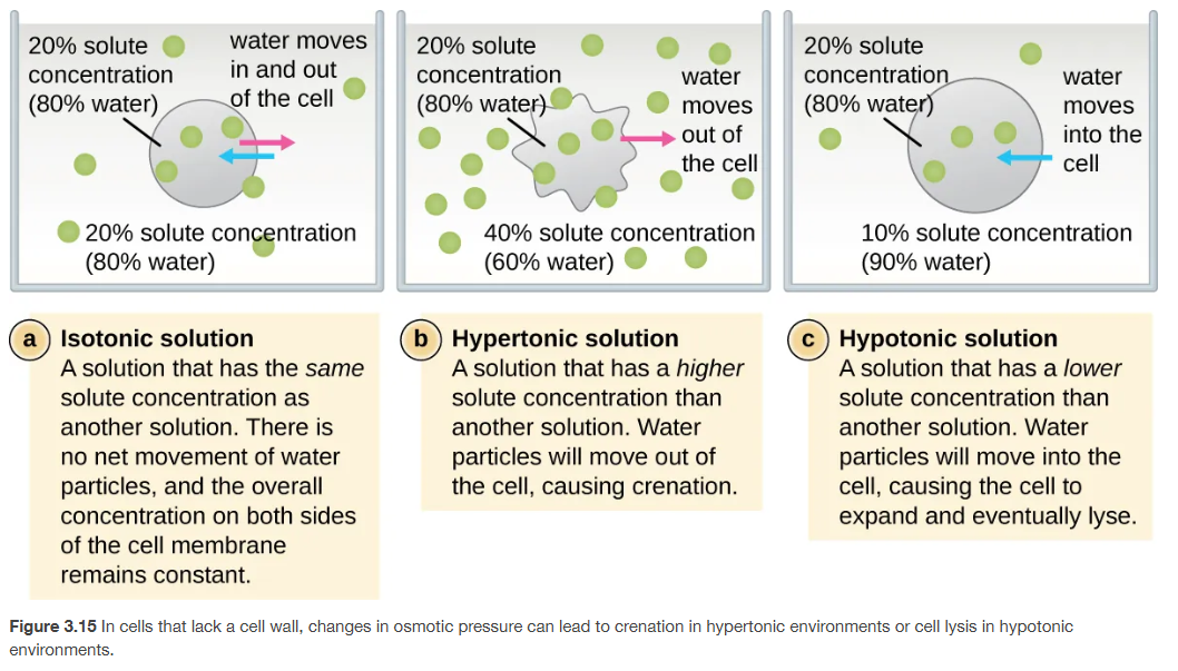 <p>changes in osmotic pressure:</p><p>isotonic solutions, hypertonic solutions, and hypotonic solutions </p>