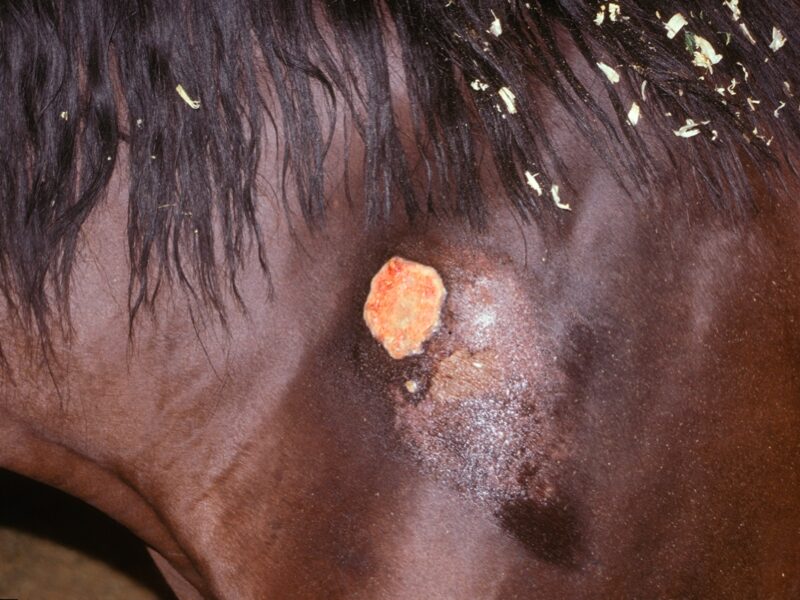 <p>Which parasite causes nodules AND summer sores in horses / donkeys?</p>
