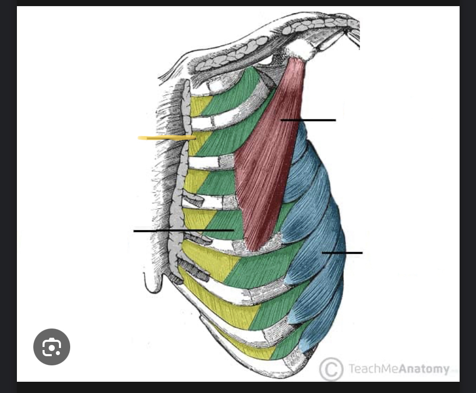 <p>Identify the highlighted muscle</p>