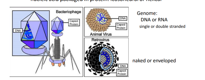 <p>nucleic acid packaged in protein- nuclear capsid :<strong> icosohedral - geometic  or helical</strong></p><p><strong>genome - DNA/RNA </strong></p><p>nuclear capsid can be naked or enveloped (by host <mark data-color="#00eb0a" style="background-color: rgb(0, 235, 10); color: inherit;">cell </mark>membrane/protein)</p>
