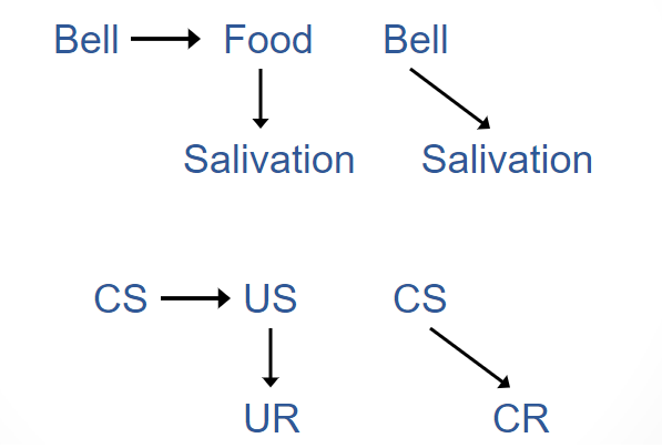 <p>the development of the conditioned response CR when the conditioned stimulus CS is paired with the unconditioned stimulus US</p><p>-rapid learning in early training, asymptote in later training</p>