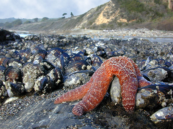 <p>Sea Stars</p>