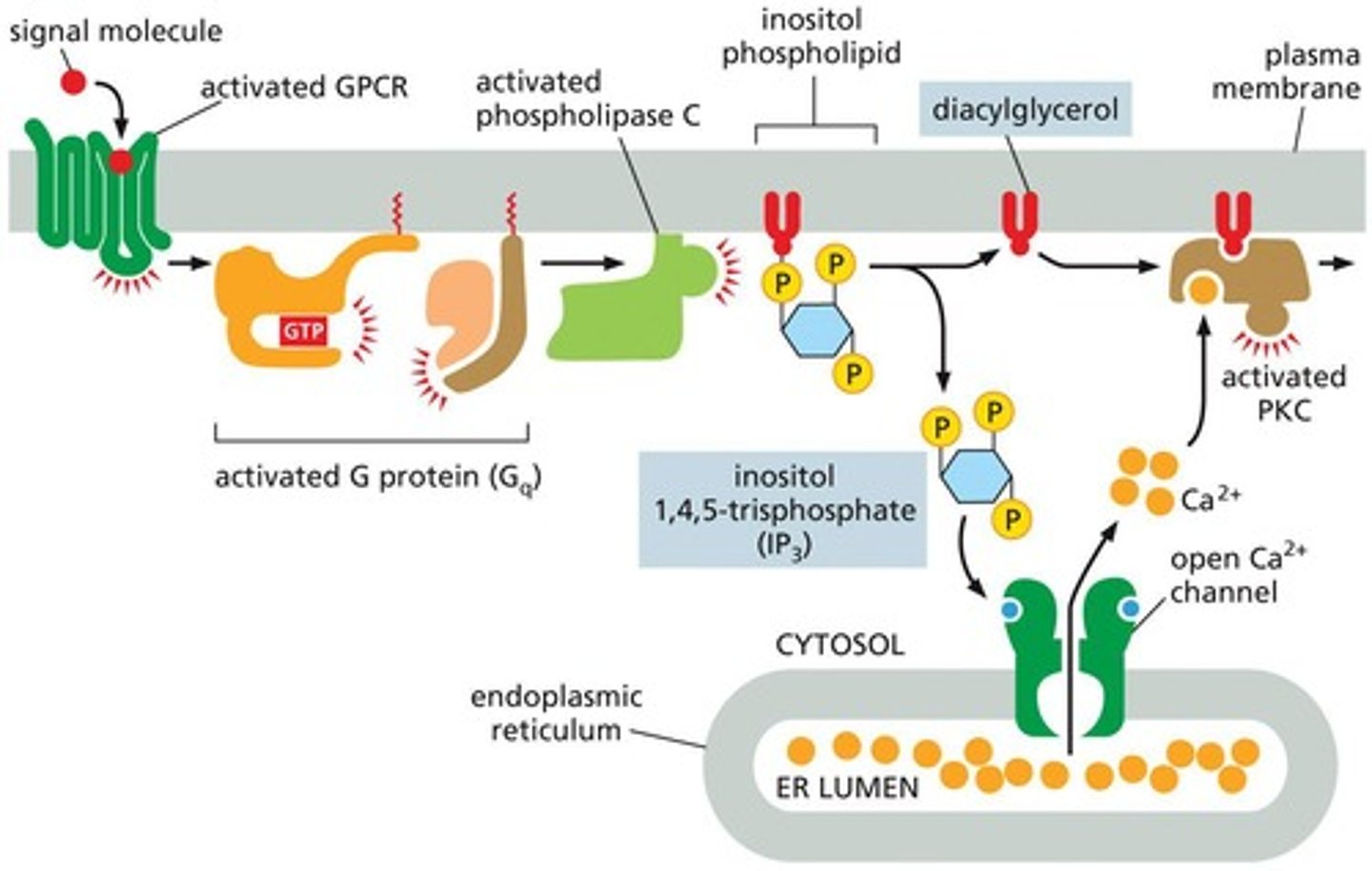 <p>The hydrolysis of membrane inositol phospholipids by phospholipase C produces inositol 1,4,5-trisphosphate (IP3), which triggers Ca2+ release from the ER.</p>