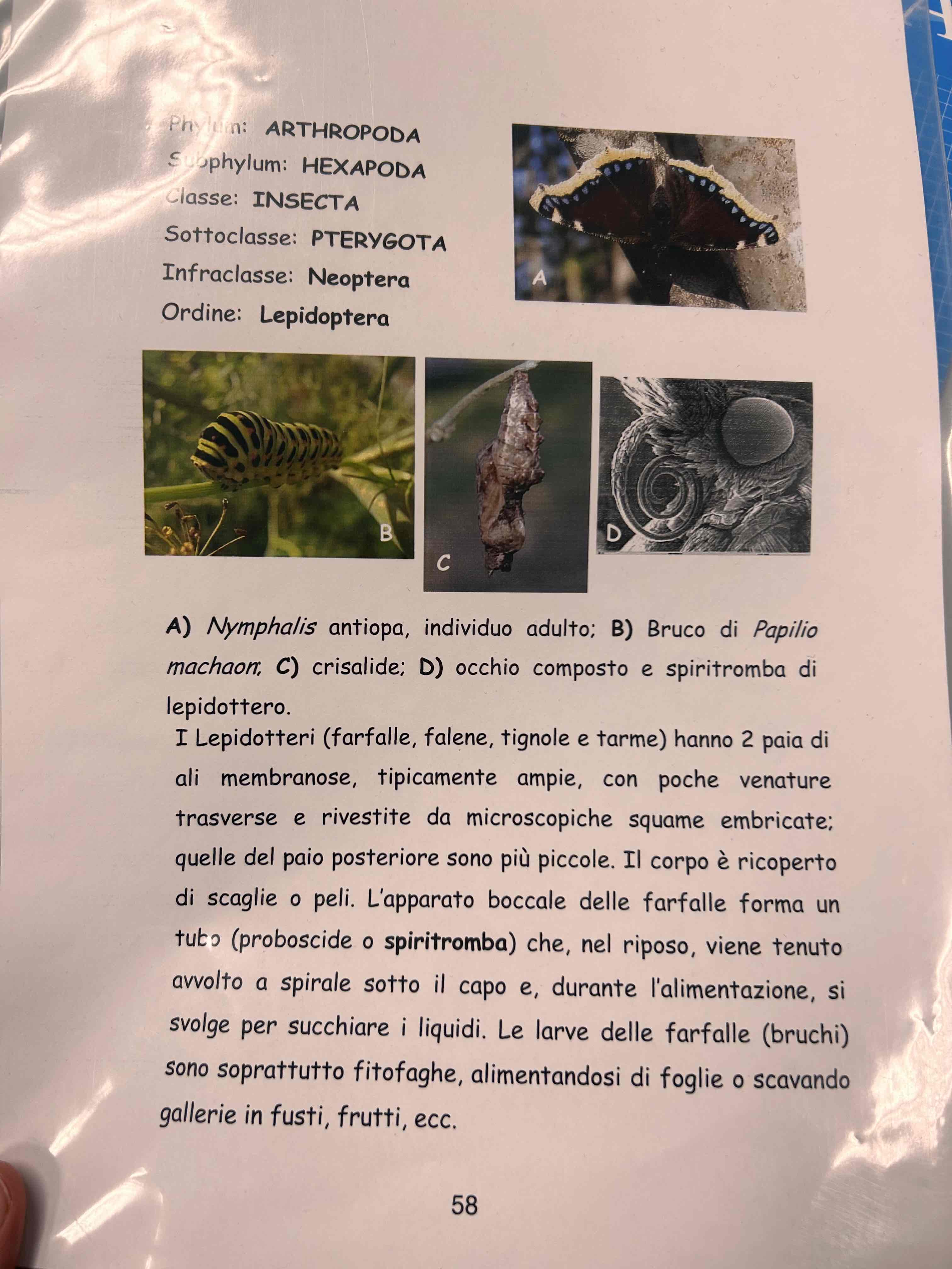 <p>Artropodi</p><p>Insetti</p><p>Esapodi</p><p>Pterygota</p><p>Neotteri</p><p>Olometaboli</p><p>Lepidotteri</p>