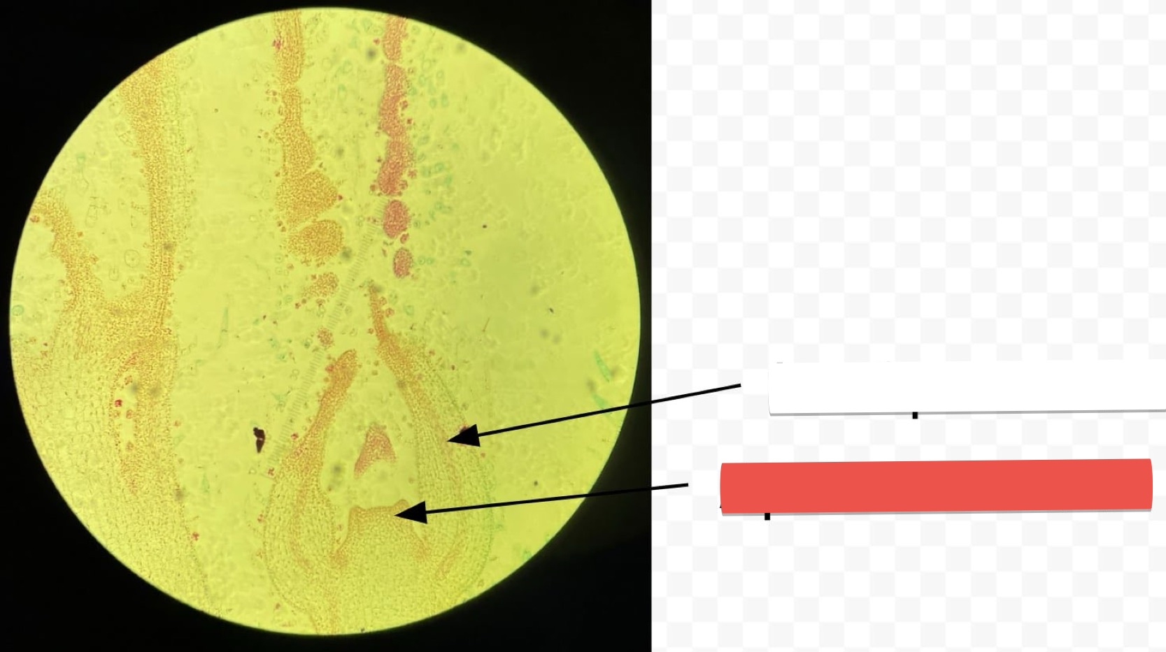 <p>identify the part in red</p>