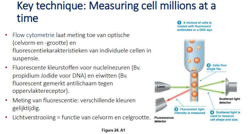 <p>Flow cytometrie laat meting toe van optische (celvorm en -grootte) en fluorescentiekarakteristieken van individuele cellen in suspensie.</p><ul><li><p>Mengsel met verschillende celtypes → homogene suspensie van maken (mengsel van identieke en verschillende cellen). Het mengsel wordt behandeld met fluorescente antilichamen of DNA kleurstof.</p></li><li><p>De cellen worden door een opening geduwd zodanig gekozen dat er maar 1 cel tegelijk door kan gaan.</p></li><li><p>Een laser zendt monochromatisch licht uit (= licht van 1 bepaalde golflengte) en de fluorescente lichtintensiteit wordt gemeten.</p></li><li><p>Er ontstaat lichtverstrooiing → deze verschilt tussen de celtypes omdat de lichtstrooiing gerelateerd is aan de celvorm en -grootte (= optische karakteristieken van de cel).</p></li><li><p>Ook de fluorescentie wordt gemeten (de cellen zijn na isoleren uit weefsel behandeld met bv een DNA stain (kleurstof dat DNA bindt).</p></li><li><p>obv beiden karakteristieken die gemeten werden kan men identificeren hoeveel van elke soort cellen aanwezig zijn.</p></li></ul><p></p>