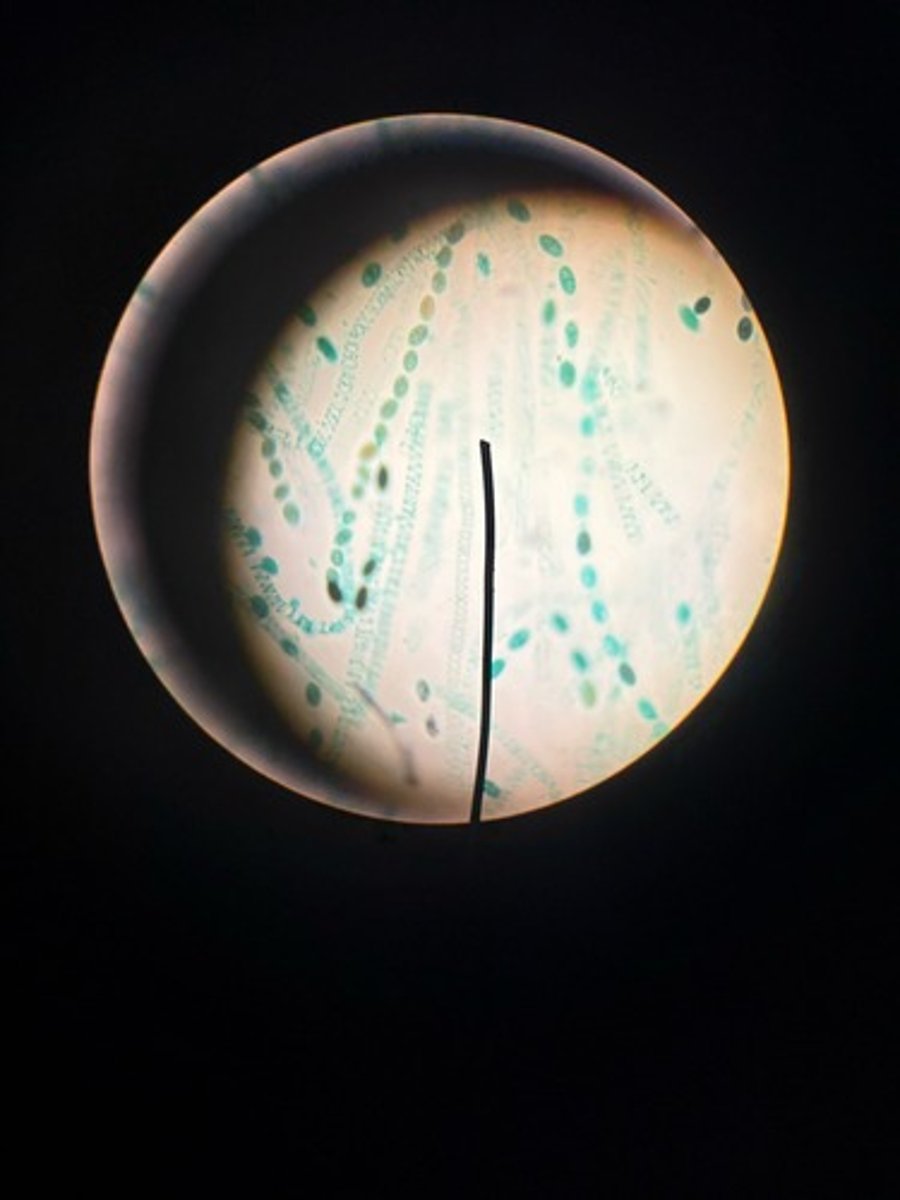 <p>Identify</p>