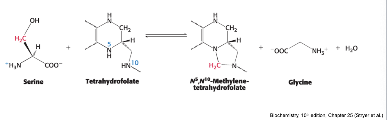 <p>serine is the precursor of glycine</p><ul><li><p>in the formation of glycine, the <strong>side-chain methylene group of serine</strong> is transferred to THF</p><ul><li><p>catalyzed by <strong>PLP enzyme serine hydroxymethyltransferase (SHMT1 or SHMT2)</strong></p></li></ul></li></ul><p></p>