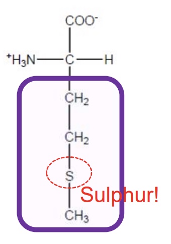<p>Met-M-hydrophobic-starts protein chain and 1 of the 2 sulphur containing amino acids but S attached to a methyl group so limited role in function</p>