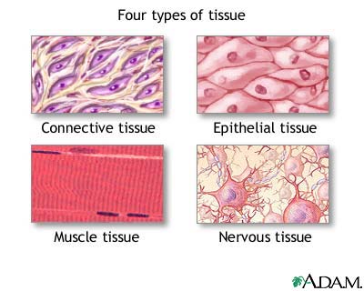 <p>connective tissue</p><p>muscle tissue</p><p>nerve tissue</p><p>epithelial tissue</p>