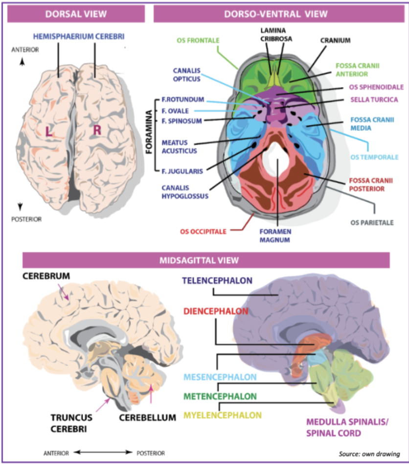 <p>What are the three main fossa and what is their function (visible from a dorso-ventral view)?</p>