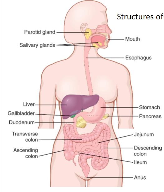 <p>basics of GI</p>