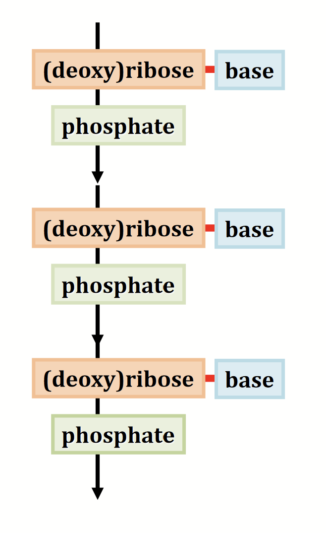 <p>The biochemical macromolecules that encode genetic information.</p><p>Linear polymers made by connecting nucleotides via <strong>phosphodiester bonds</strong>. Repeating unit is the <strong>nucleotide</strong>. The sugars, linked together by the phosphates, form the backbone - “sugar-phosphate backbone”.</p>